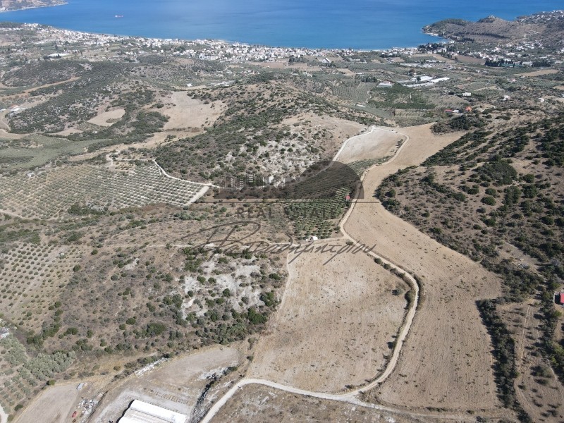 Αγροτεμάχια 38.550 τ.μ. προς πώληση, Νέες Παγασές