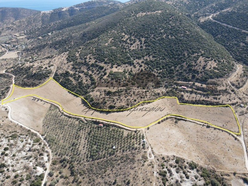 Αγροτεμάχια 38.550 τ.μ. προς πώληση, Νέες Παγασές