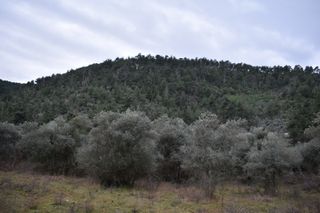 Αγροτεμάχια 6.200 τ.μ. για πώληση, Ν. Καβάλας, Θάσος-thumb-5
