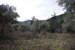 Αγροτεμάχια 6.200 τ.μ. για πώληση, Ν. Καβάλας, Θάσος-thumb-3