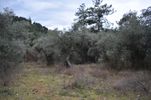 Parcel 6.200sqm for sale-Thasos » Center