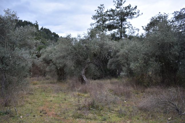 Αγροτεμάχια 6.200 τ.μ. για πώληση, Ν. Καβάλας, Θάσος