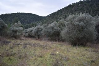 Αγροτεμάχια 6.200 τ.μ. για πώληση, Ν. Καβάλας, Θάσος-thumb-1