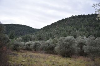 Αγροτεμάχια 6.200 τ.μ. για πώληση, Ν. Καβάλας, Θάσος-thumb-4