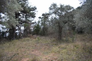 Αγροτεμάχια 6.200 τ.μ. για πώληση, Ν. Καβάλας, Θάσος-thumb-2