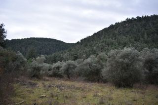 Αγροτεμάχια 6.200 τ.μ. για πώληση, Ν. Καβάλας, Θάσος-thumb-6