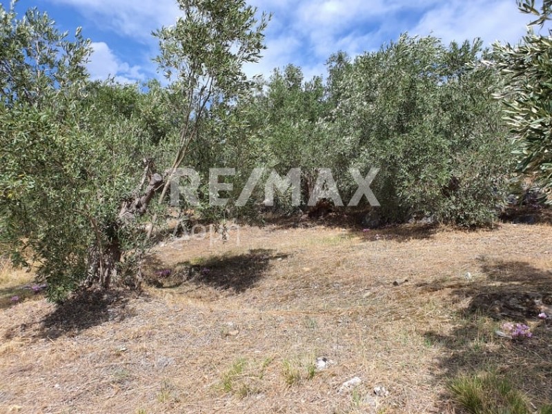 Αγροτεμάχια 9.920 τ.μ. πρός πώληση, Μαγνησία, Σούρπη