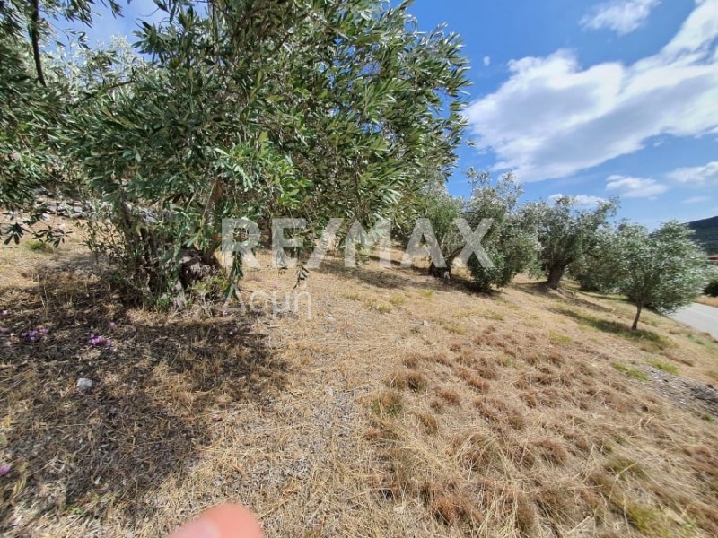 Αγροτεμάχια 9.920 τ.μ. πρός πώληση, Μαγνησία, Σούρπη