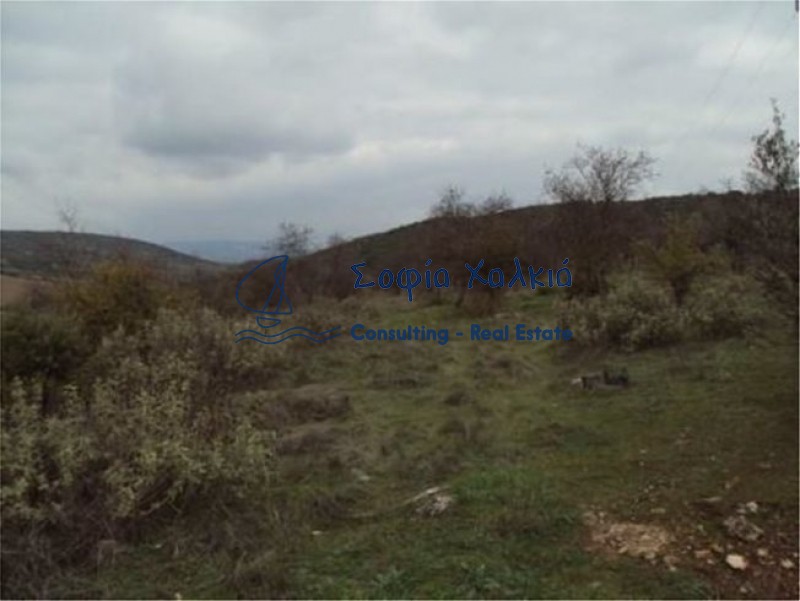 Αγροτεμάχια 5.008 τ.μ. πρός πώληση, Μαγνησία, Αισωνία