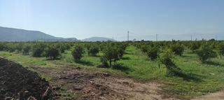 Αγροτεμάχια 6.000 τ.μ. για πώληση, Αργολίδα, Ασίνη-thumb-9