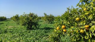 Αγροτεμάχια 6.000 τ.μ. για πώληση, Αργολίδα, Ασίνη-thumb-3