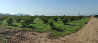 Αγροτεμάχια 6.000 τ.μ. για πώληση, Αργολίδα, Ασίνη-thumb-8