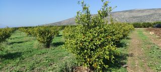 Αγροτεμάχια 6.000 τ.μ. για πώληση, Αργολίδα, Ασίνη-thumb-5