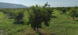 Αγροτεμάχια 6.000 τ.μ. για πώληση, Αργολίδα, Ασίνη-thumb-2