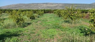 Αγροτεμάχια 6.000 τ.μ. για πώληση, Αργολίδα, Ασίνη-thumb-7