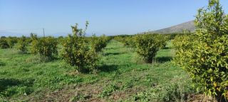 Αγροτεμάχια 6.000 τ.μ. για πώληση, Αργολίδα, Ασίνη-thumb-4