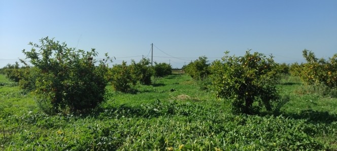 Αγροτεμάχια 6.000 τ.μ. για πώληση, Αργολίδα, Ασίνη