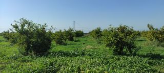 Αγροτεμάχια 6.000 τ.μ. για πώληση