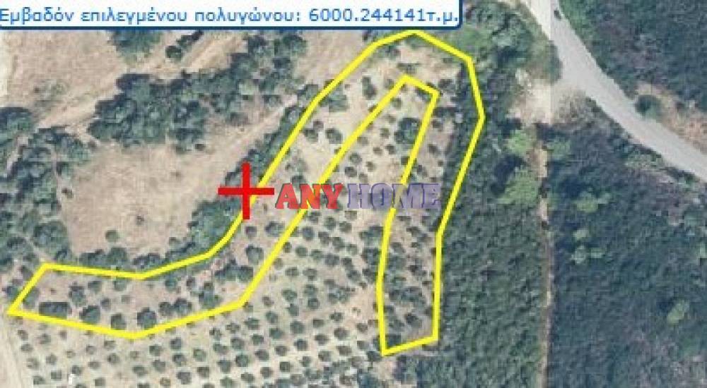Αγροτεμάχια 14.000 τ.μ. προς πώληση, Δεστενίκα