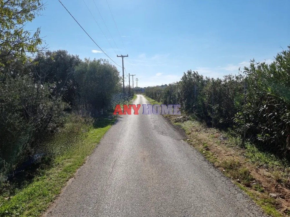 Αγροτεμάχια 4.000 τ.μ. προς πώληση, Άγιος Παύλος Καλλικράτειας