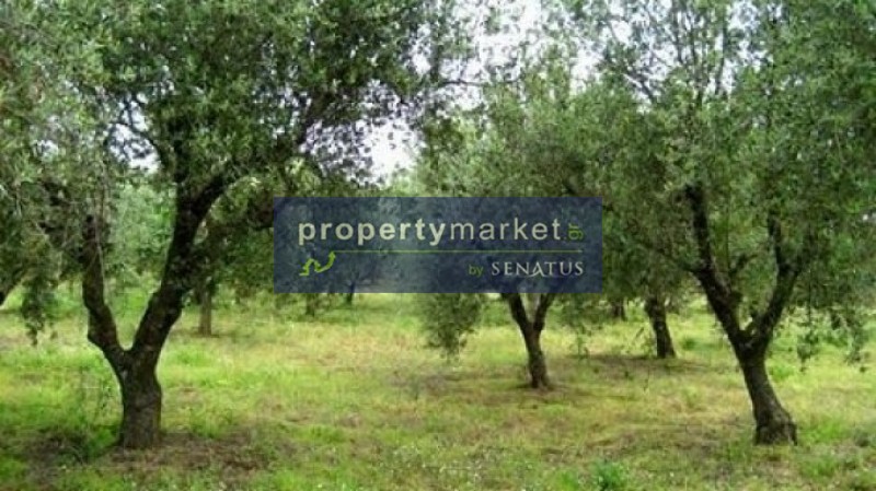 Αγροτεμάχια 10.000 τ.μ. προς πώληση, Αγία Ειρήνη Ανατολικού Σελίνου