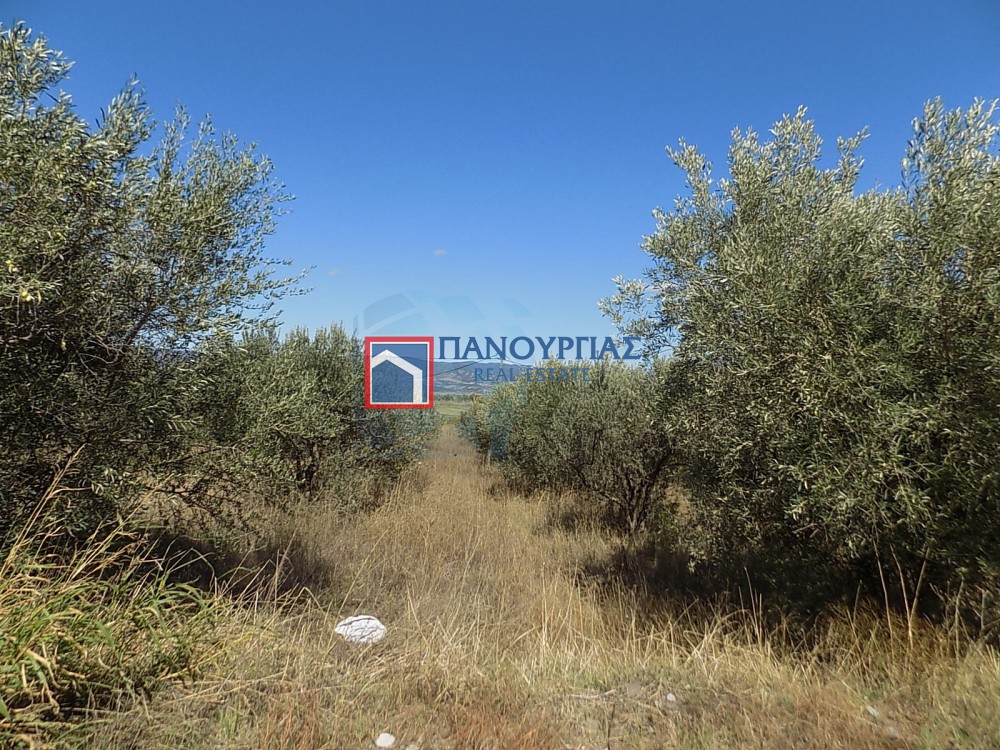 Αγροτεμάχια 7.029 τ.μ. για πώληση, Φθιώτιδας, Υπάτη