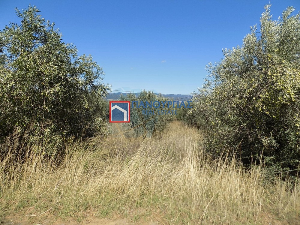 Αγροτεμάχια 7.029 τ.μ. πρός πώληση, Φθιώτιδας, Υπάτη