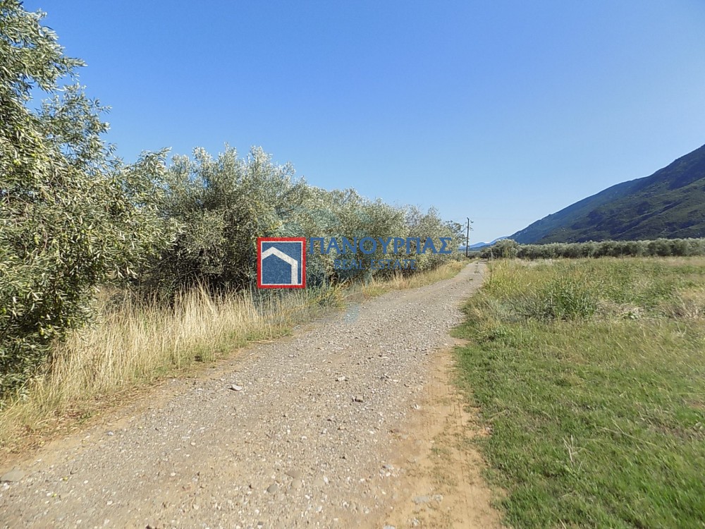 Αγροτεμάχια 7.029 τ.μ. πρός πώληση, Φθιώτιδας, Υπάτη