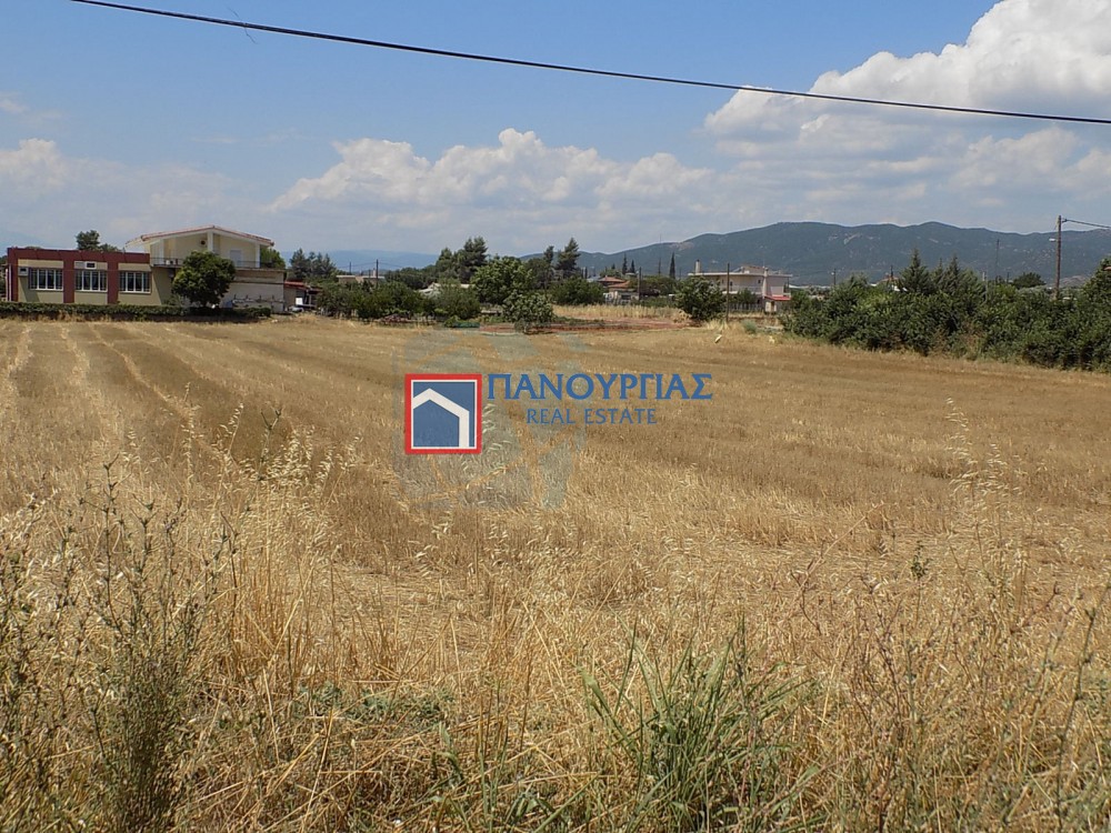 Οικόπεδο 3.565 τ.μ. πρός πώληση, Φθιώτιδας, Λειανοκλάδι