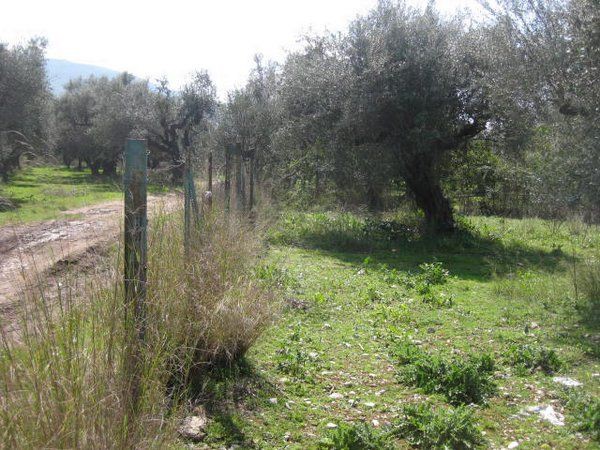 Οικόπεδο 4.000 τ.μ. προς πώληση, Ανθείας