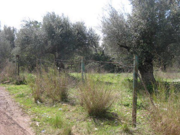 Οικόπεδο 4.000 τ.μ. προς πώληση, Ανθείας