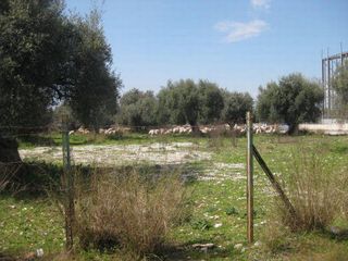 Οικόπεδο 4.000 τ.μ. για πώληση