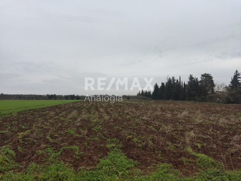 Αγροτεμάχια 7.400 τ.μ. προς ενοικίαση, Θεσσαλονίκη - Περιφ/Κοί Δήμοι, Μηχανιώνα