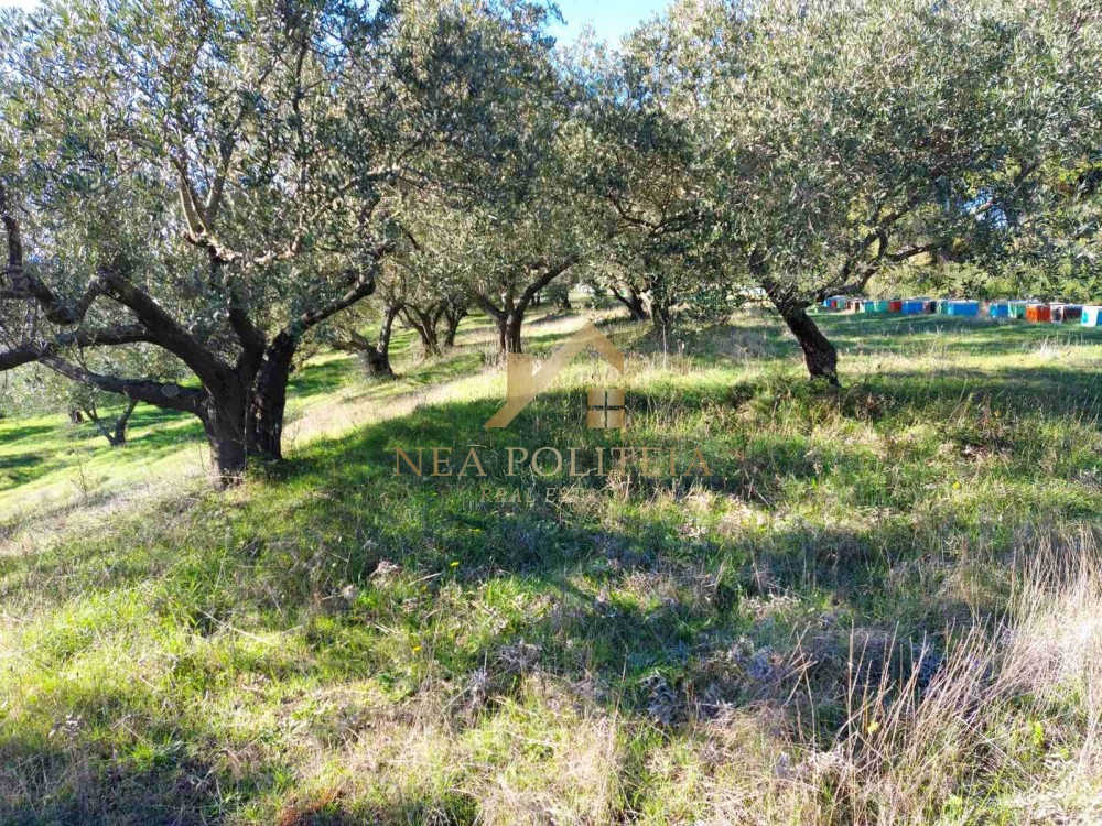 Αγροτεμάχια 6.000 τ.μ. προς πώληση, Κουμίτσα