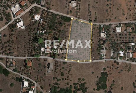 Αγροτεμάχια 6.408 τ.μ. για πώληση