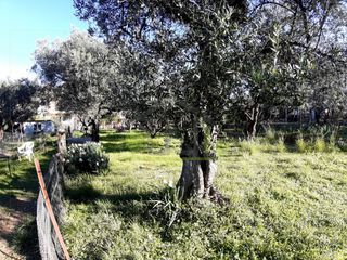 Αγροτεμάχια 394 τ.μ. για πώληση, Αχαΐα, Πάτρα-thumb-17