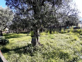 Αγροτεμάχια 394 τ.μ. για πώληση, Αχαΐα, Πάτρα-thumb-7