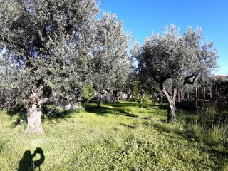 Αγροτεμάχια 394 τ.μ. για πώληση, Αχαΐα, Πάτρα-thumb-3