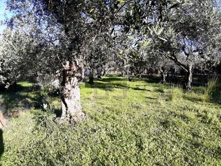 Αγροτεμάχια 394 τ.μ. για πώληση, Αχαΐα, Πάτρα-thumb-15