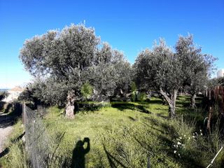 Αγροτεμάχια 394 τ.μ. για πώληση, Αχαΐα, Πάτρα-thumb-20