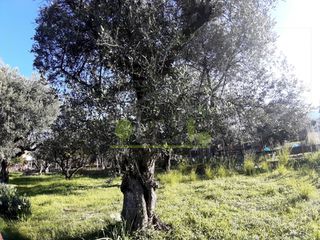 Αγροτεμάχια 394 τ.μ. για πώληση, Αχαΐα, Πάτρα-thumb-8