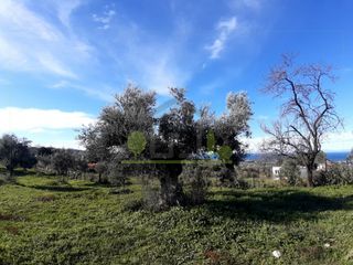 Οικόπεδο 2.450 τ.μ. για πώληση, Αχαΐα, Μεσσατίδα-thumb-18