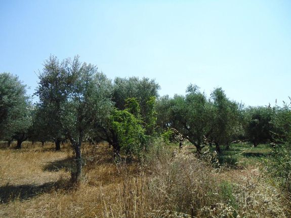 Οικόπεδο 3.850 τ.μ. για πώληση, Αχαΐα, Μεσσατίδα