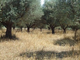 Οικόπεδο 3.850 τ.μ. για πώληση, Αχαΐα, Μεσσατίδα-thumb-1