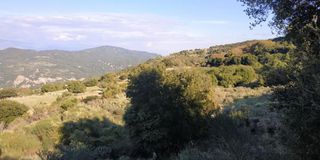 Αγροτεμάχια 4.950 τ.μ. πρός πώληση, Αχαΐα, Ρίο-thumb-4