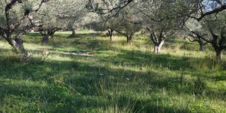 Αγροτεμάχια 3.540 τ.μ. πρός πώληση, Αχαΐα, Ρίο-thumb-4