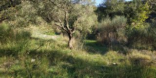 Αγροτεμάχια 3.540 τ.μ. πρός πώληση, Αχαΐα, Ρίο-thumb-6