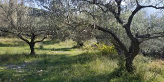 Αγροτεμάχια 3.540 τ.μ. πρός πώληση, Αχαΐα, Ρίο-thumb-5