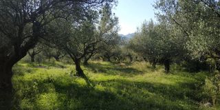 Αγροτεμάχια 3.540 τ.μ. πρός πώληση, Αχαΐα, Ρίο-thumb-2
