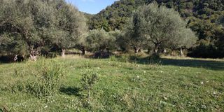 Αγροτεμάχια 3.540 τ.μ. πρός πώληση, Αχαΐα, Ρίο-thumb-8
